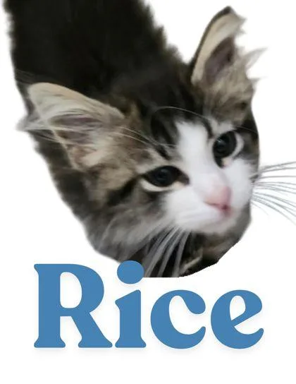 An adult medium-sized female Domestic Short Hair cat named Rice for adoption in Columbus, IN