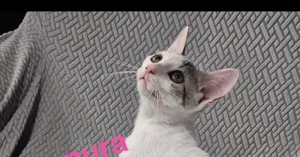 A baby small-sized female Black & White / Tuxedo Domestic Short Hair cat named Tempura for adoption in Naranjito, PR