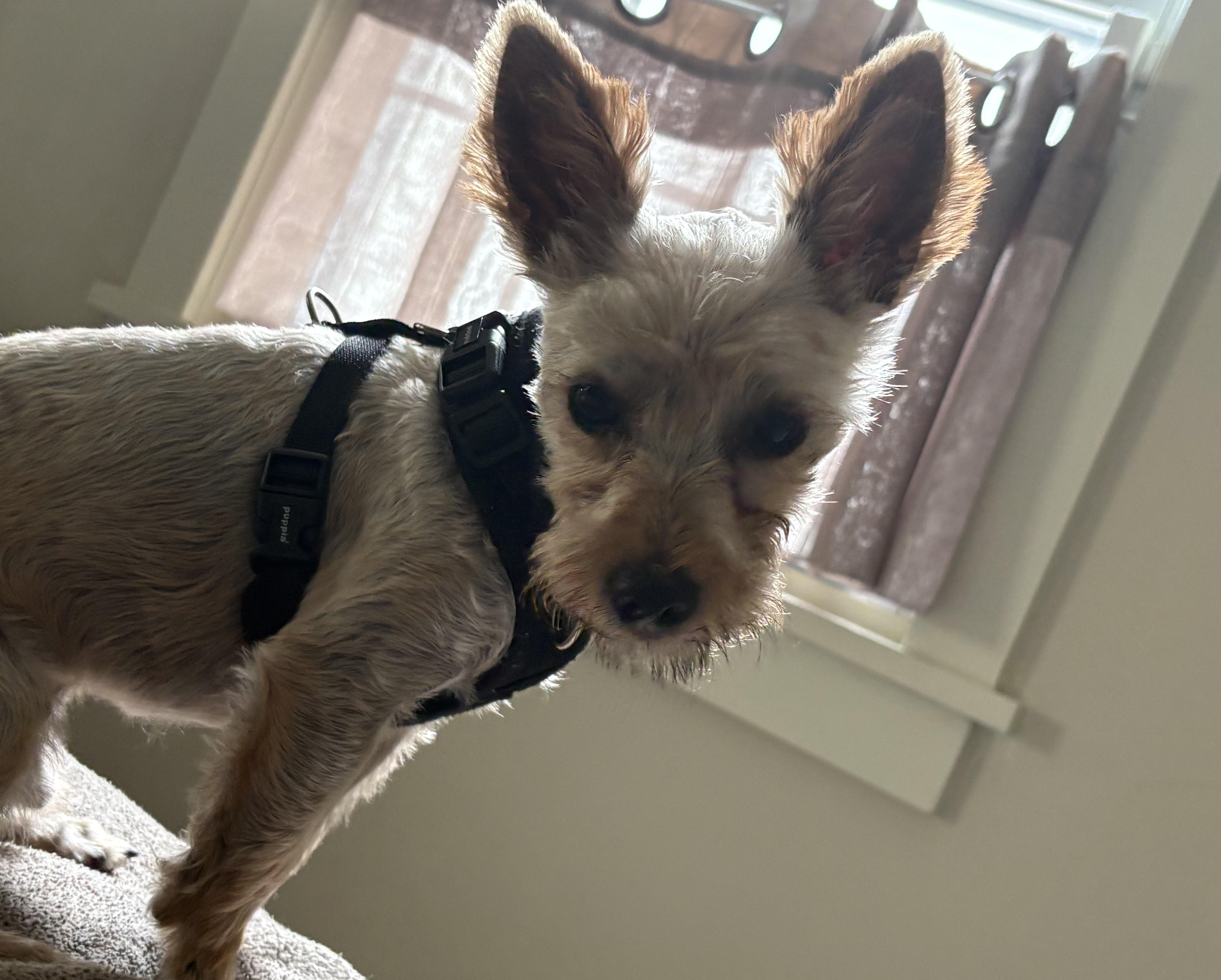 Buddy