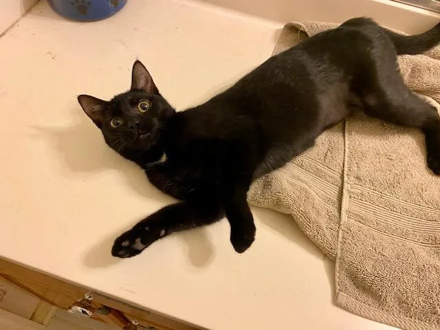 A young small-sized female Black Domestic Short Hair cat named Piper for adoption in Ashland, VA