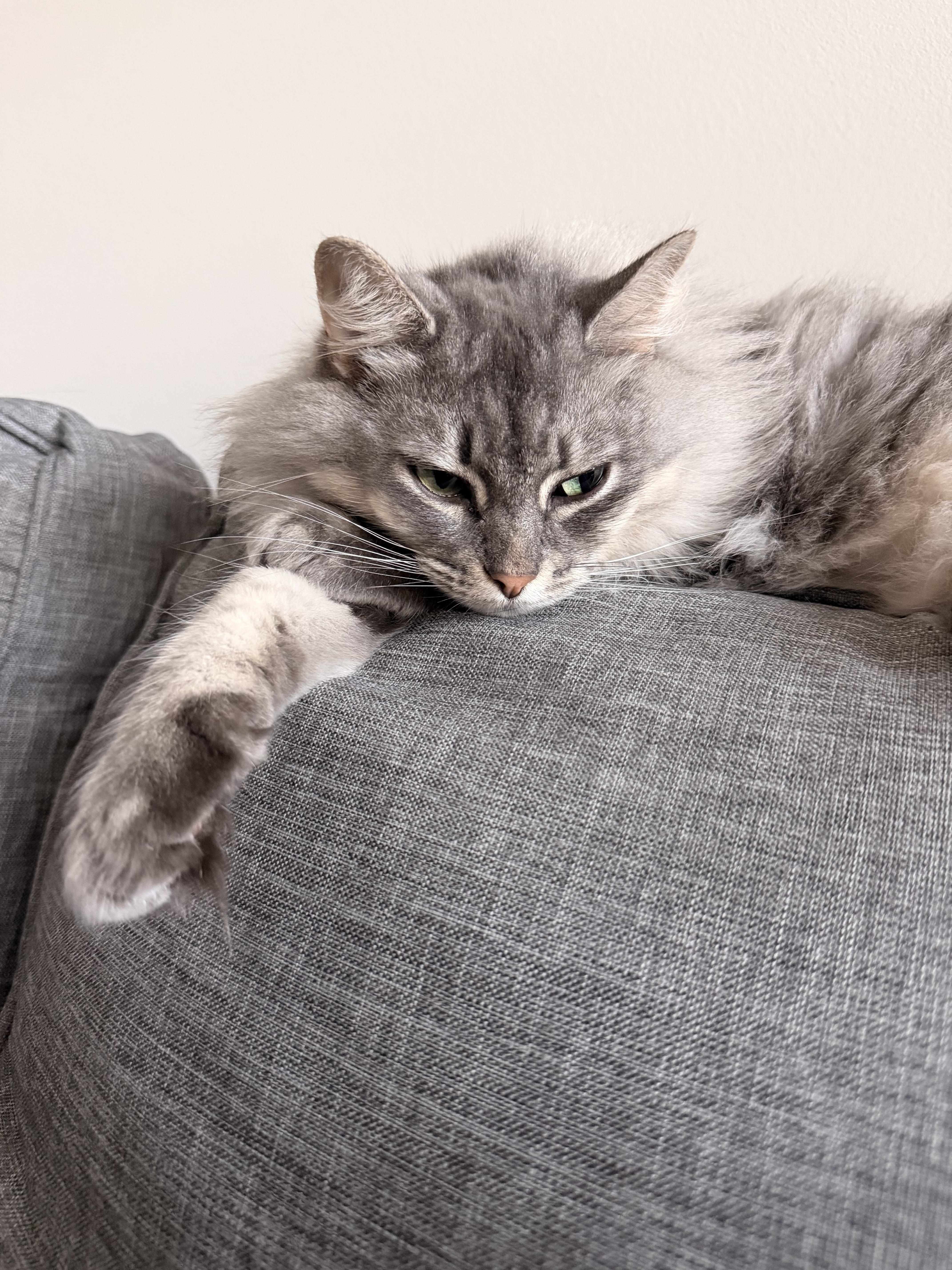 An adult large-sized female Domestic Medium Hair cat named Prissy for adoption in Clayton, NC