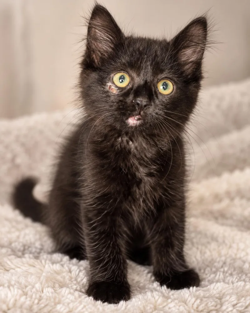 A baby small-sized male Black American Shorthair cat named Magic for adoption in Blue Earth, MN