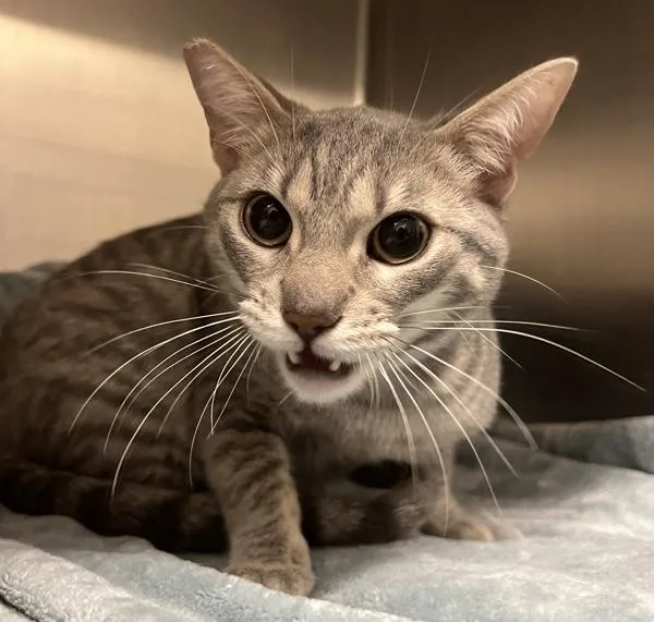 A young small-sized male Domestic Short Hair cat named Merrill for adoption in El Cajon, CA
