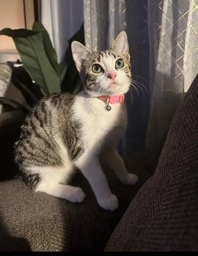 A baby medium-sized female Domestic Short Hair cat named Willow for adoption in Oceanside, CA