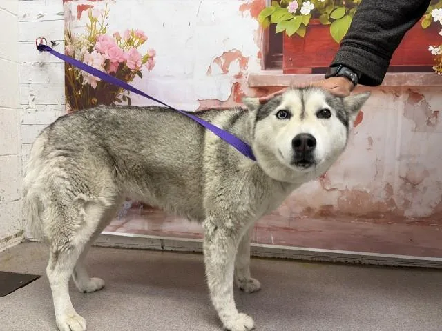 An adult medium-sized female Siberian Husky dog named Shelly for adoption in San Bernardino, CA