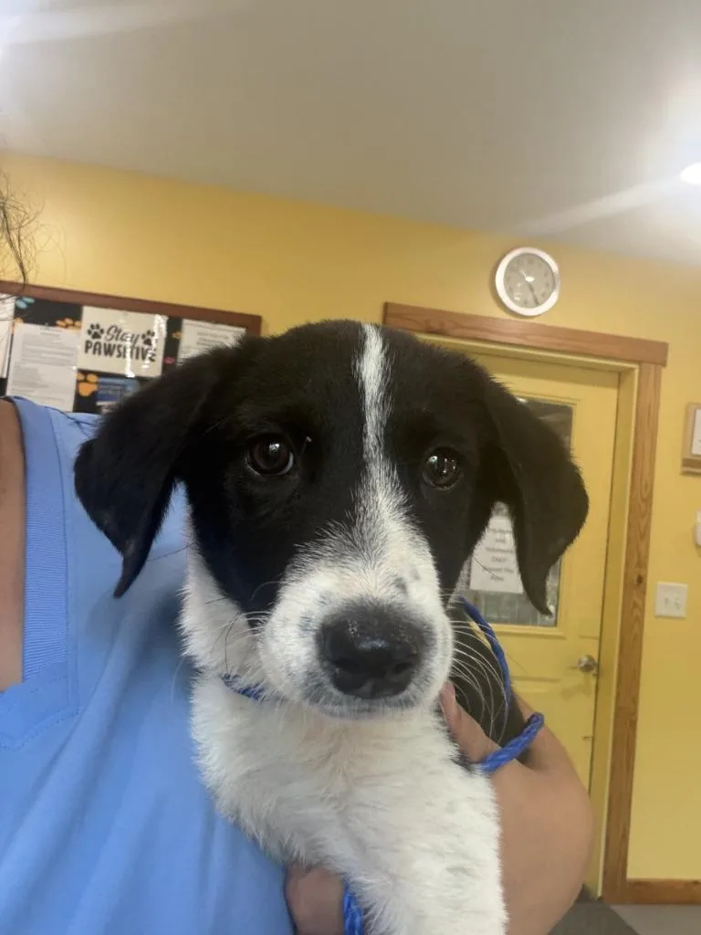 A baby small-sized female Mixed Breed dog named Aly for adoption in Lawrenceburg, TN