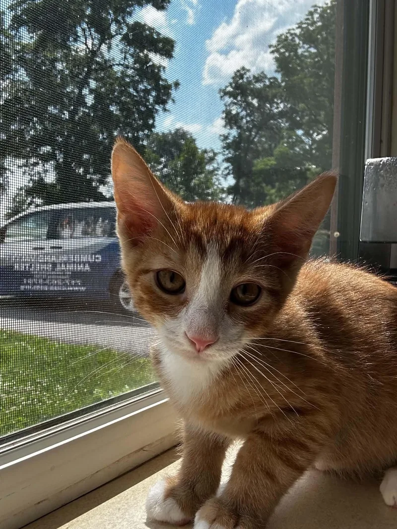 A baby medium-sized male Orange & White Domestic Short Hair cat named Rainfall for adoption in Chambersburg, PA