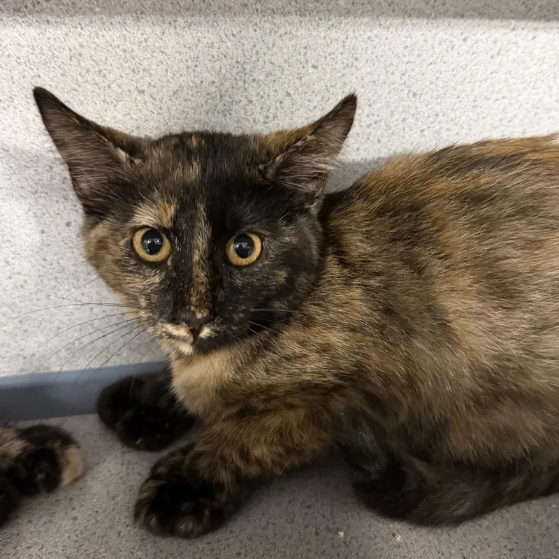 A baby small-sized female Tortoiseshell Domestic Short Hair cat named Prim for adoption in Sheridan, WY
