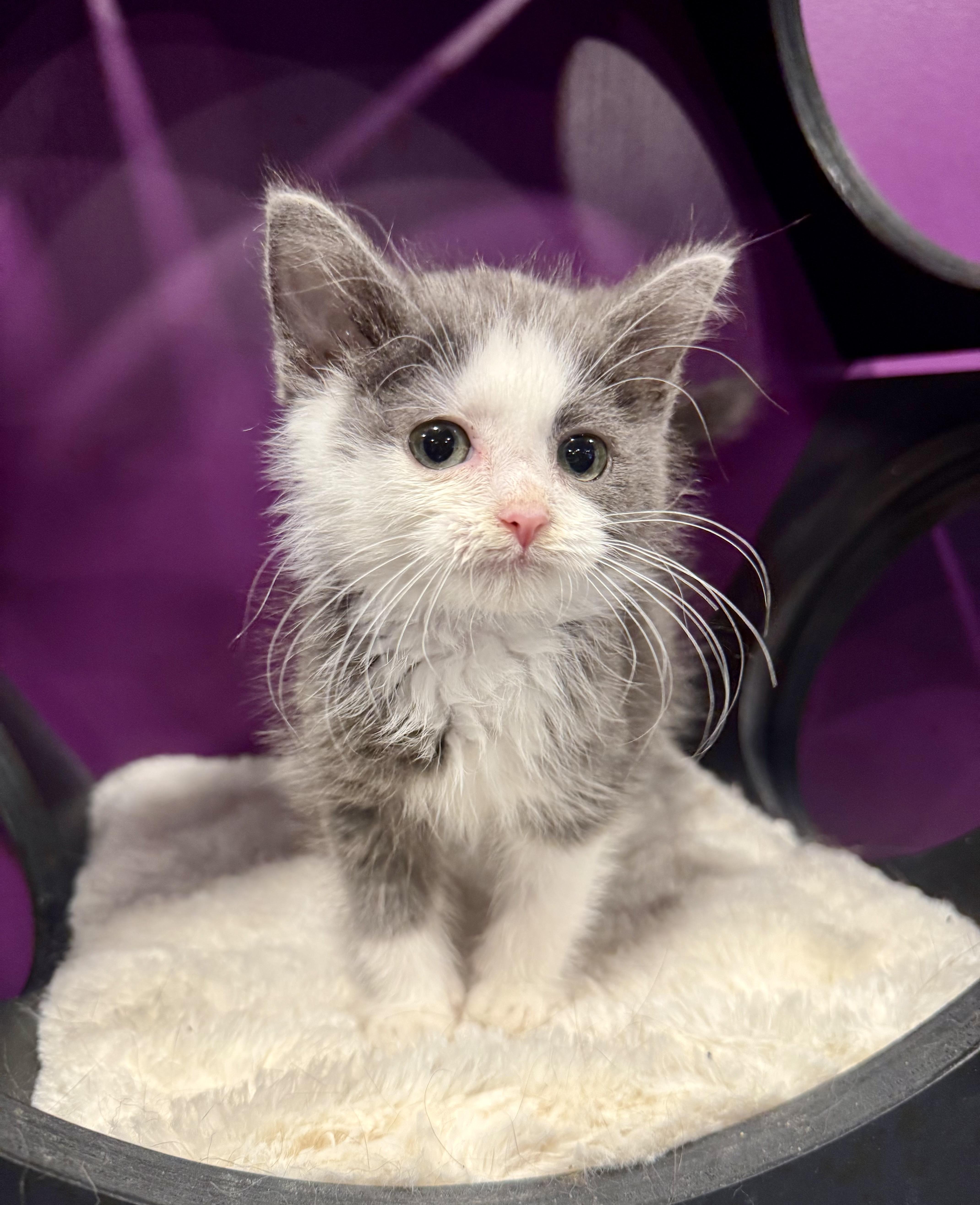 A baby medium-sized male Domestic Short Hair cat named Sprite for adoption in Frewsburg, NY