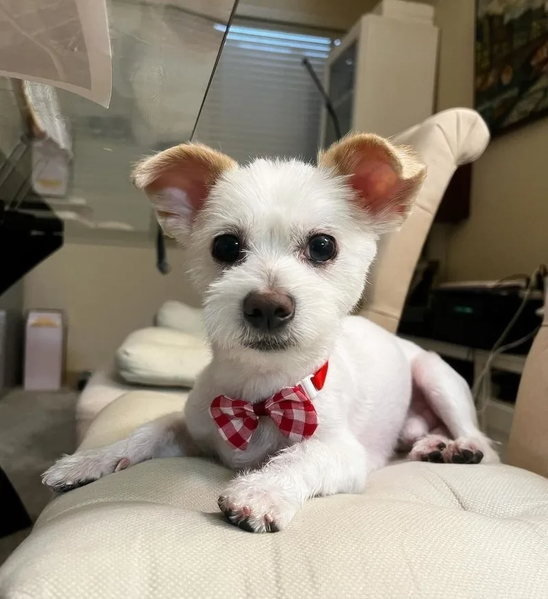 An adult small-sized male Maltese dog named Milo for adoption in Duluth, GA