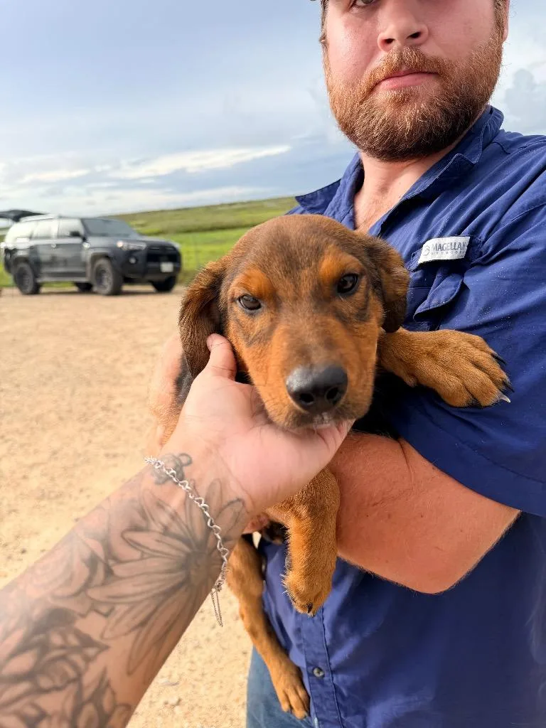 A baby medium-sized male Doberman Pinscher dog named Fire Fly for adoption in Rockport, TX