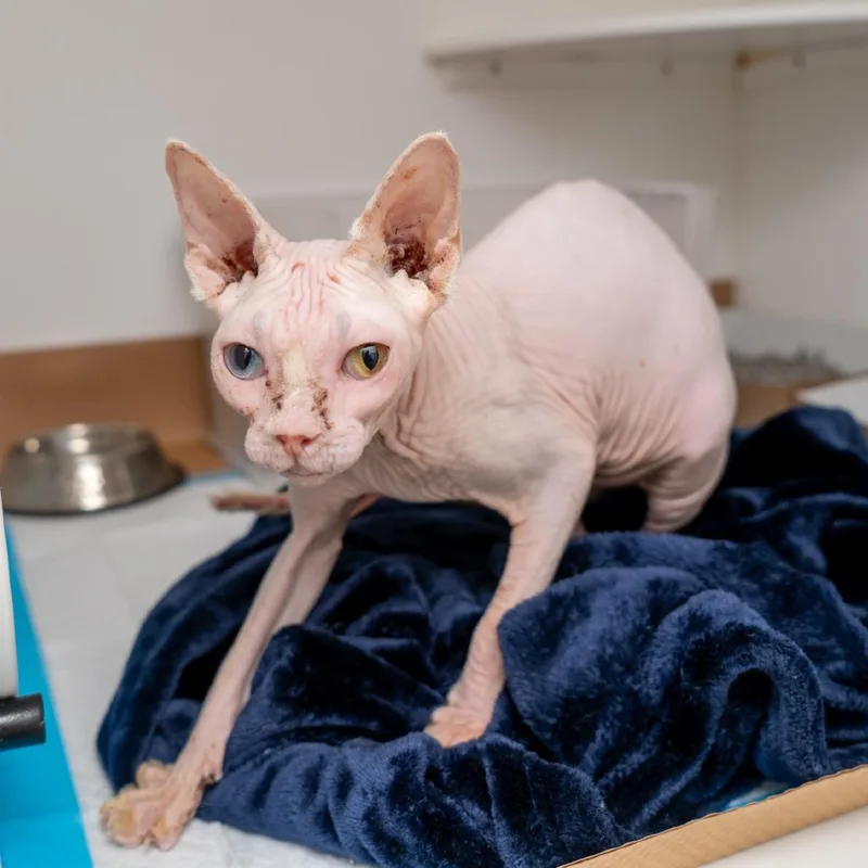 A young medium-sized female Cream / Ivory Sphynx / Hairless Cat cat named Sable for adoption in New York, NY
