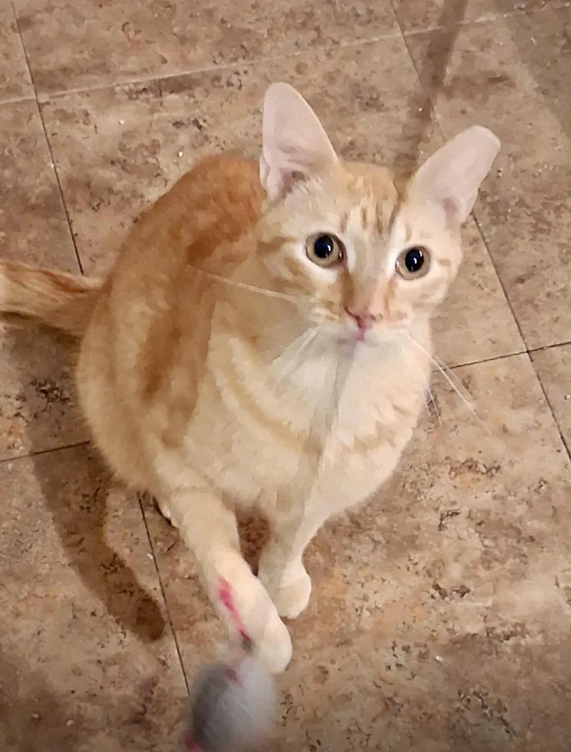 Delilah Rose thumbnail 5