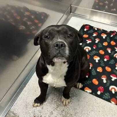 A young medium-sized female Black Mixed Breed dog named Anna for adoption in Davenport, IA