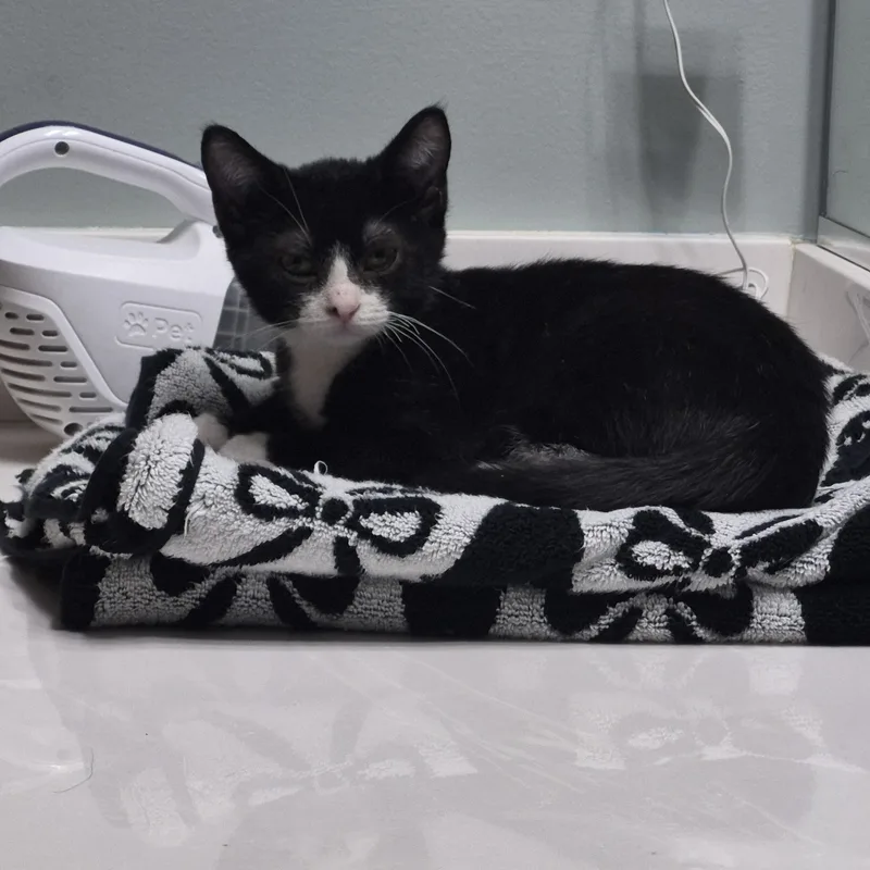 A baby medium-sized female Black & White / Tuxedo Domestic Short Hair cat named Tux for adoption in Plainfield, IL