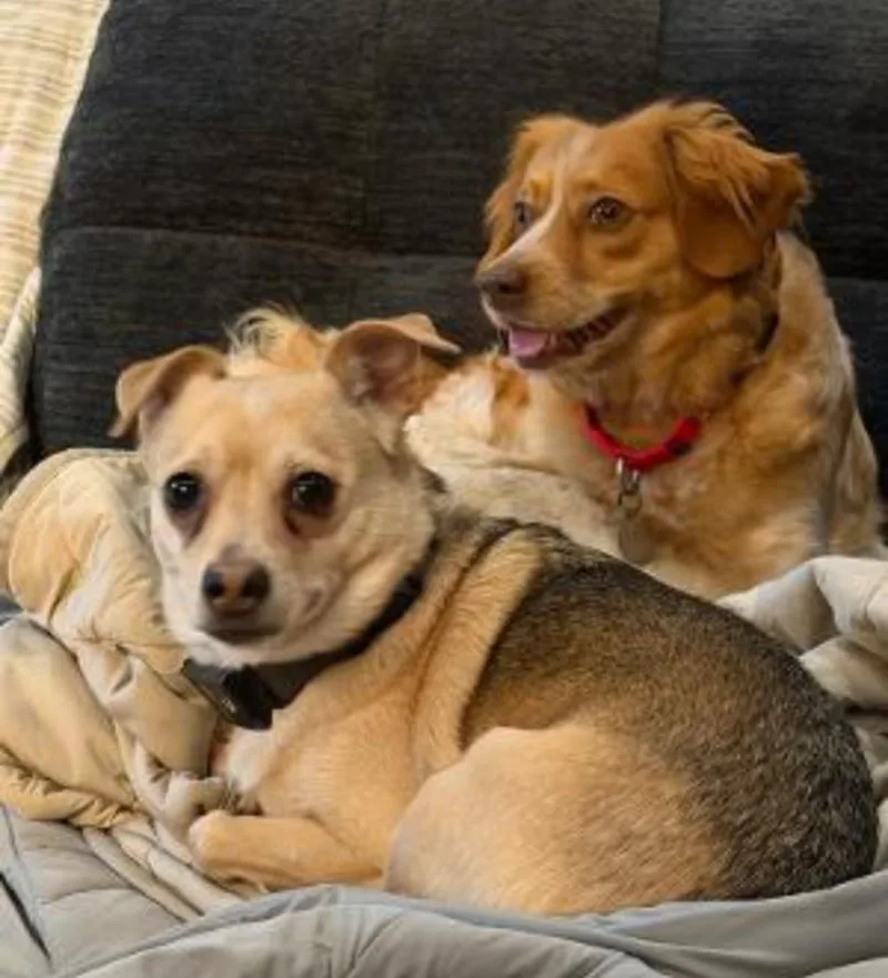 An adult small-sized female Dachshund dog named Gigi for adoption in Carroll, OH