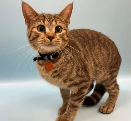 An adult small-sized female Domestic Short Hair cat named Netta for adoption in Woodbury, MN
