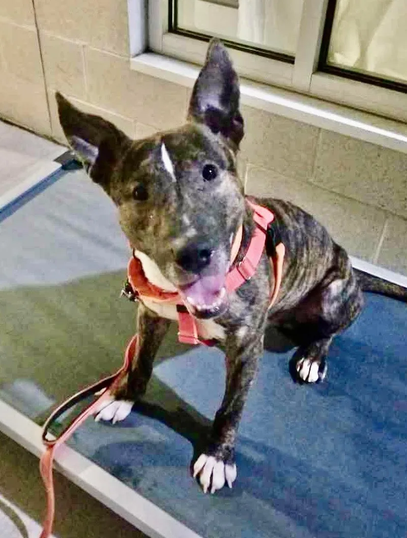 A young medium-sized male Brindle Bull Terrier dog named Hickory for adoption in Stratford, CT