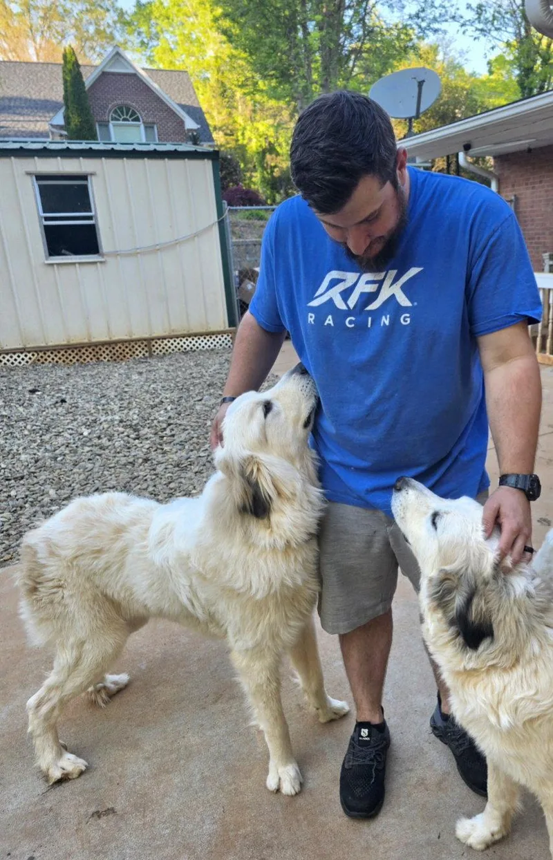 An adult extra large-sized male Great Pyrenees dog named Ruger for adoption in Thomasville, NC