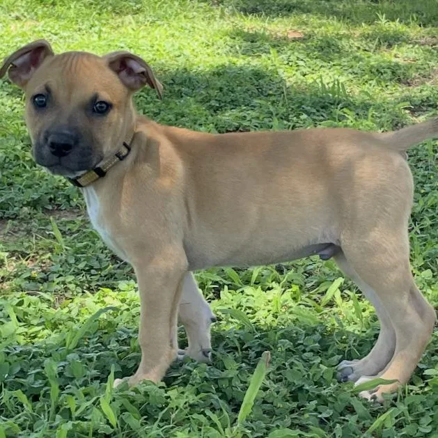 A baby medium-sized male Yellow / Tan / Blond / Fawn Cattle Dog dog named Bert for adoption in Gilbert, AZ