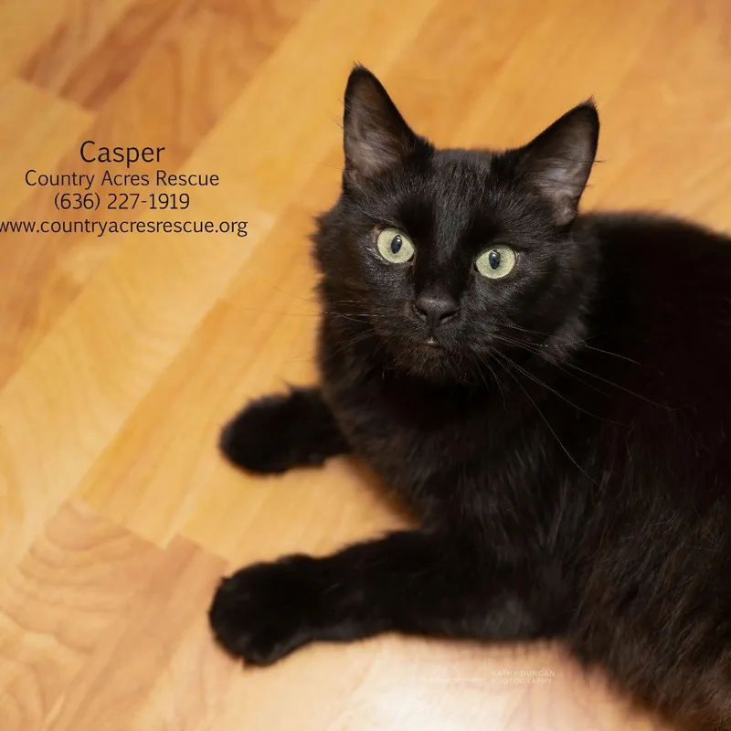 Casper thumbnail 3