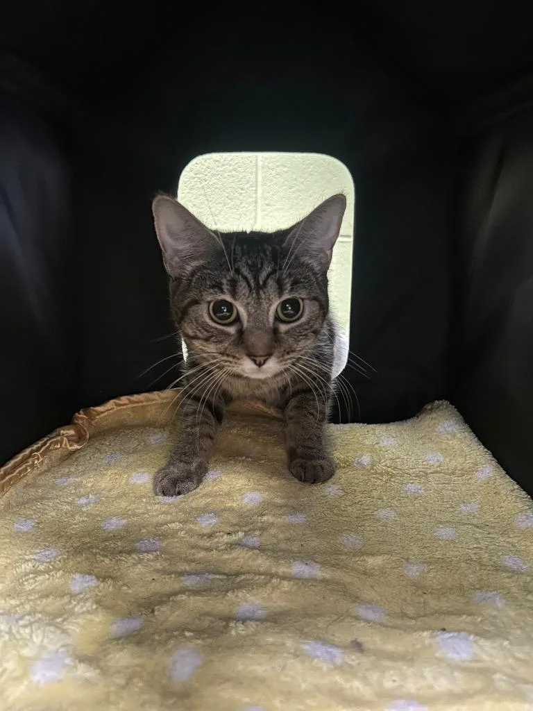 A young medium-sized female Domestic Short Hair cat named Tansy for adoption in Johnson City, TN