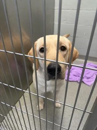 An adult large-sized male Labrador Retriever dog named Ruger for adoption in Fallston, MD
