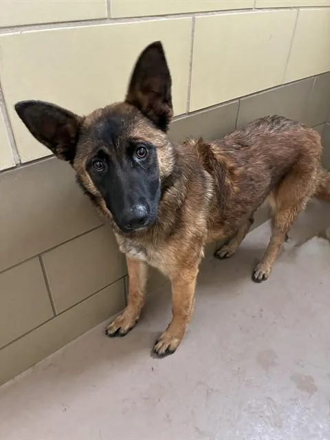 A young medium-sized female German Shepherd Dog dog named Diane for adoption in Riverside, CA
