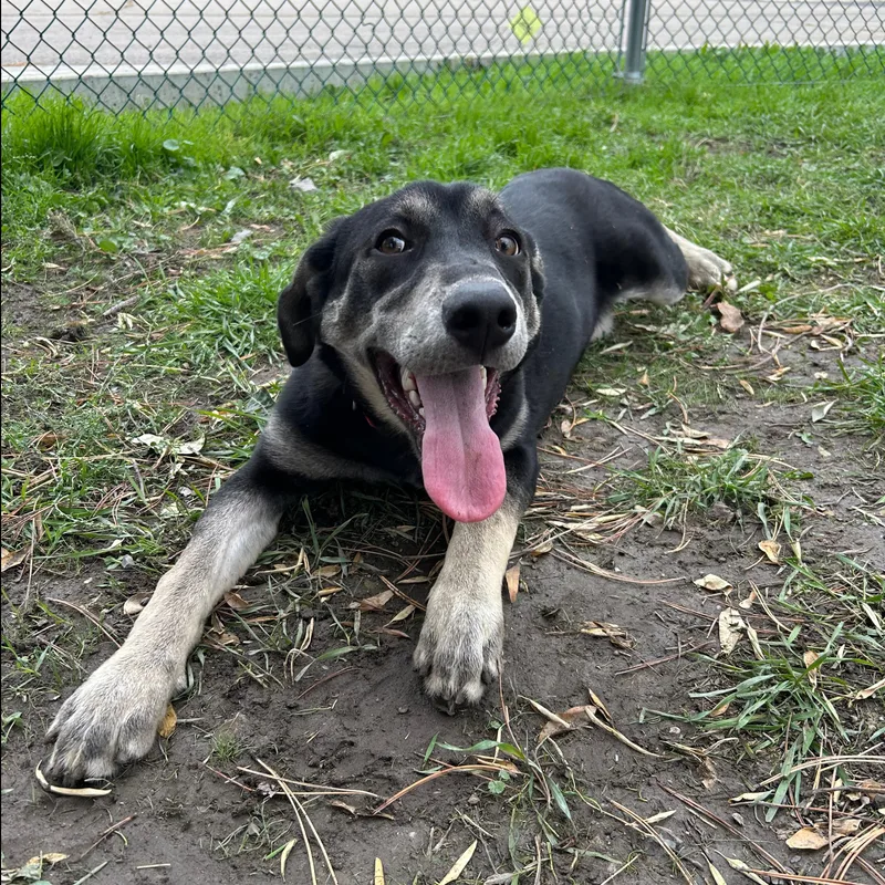 A young large-sized female Husky dog named Izzy for adoption in Lindon, UT