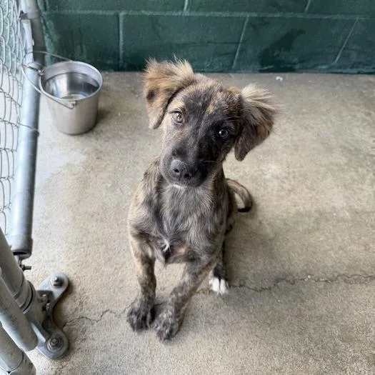 A baby small-sized female Brindle Terrier dog named Shirley Temple for adoption in Carencro, LA