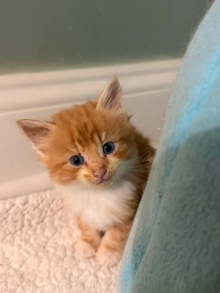 A baby small-sized male Domestic Short Hair cat named Haller for adoption in Newnan, GA