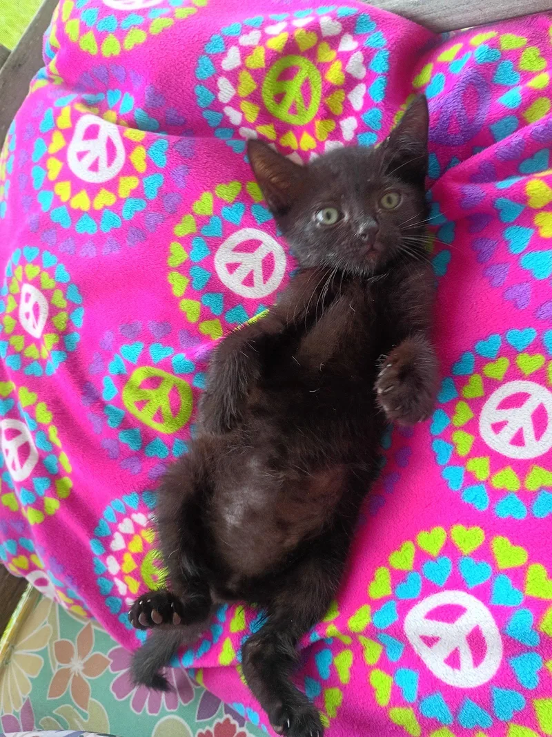 A baby medium-sized male Domestic Short Hair cat named Pablo for adoption in Orlando, FL