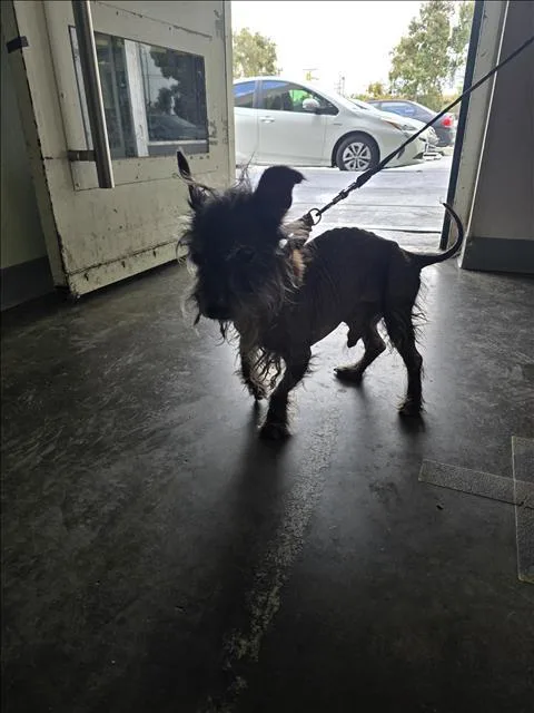 A senior small-sized male Schnauzer dog named Blackie for adoption in Los Angeles, CA