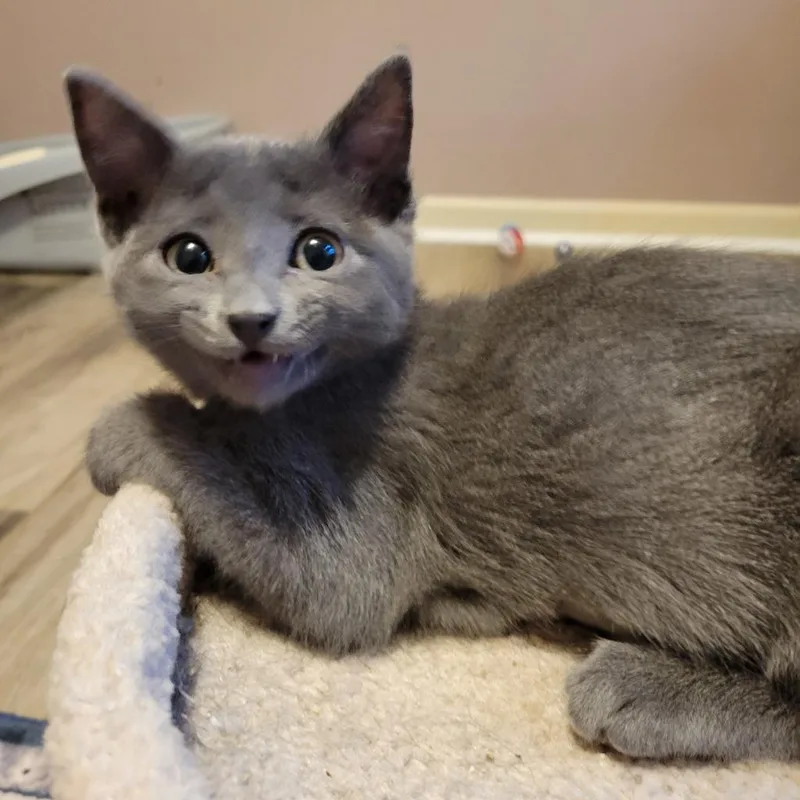 A baby medium-sized female Gray / Blue / Silver Domestic Short Hair cat named Ophelia for adoption in Shawnee, KS