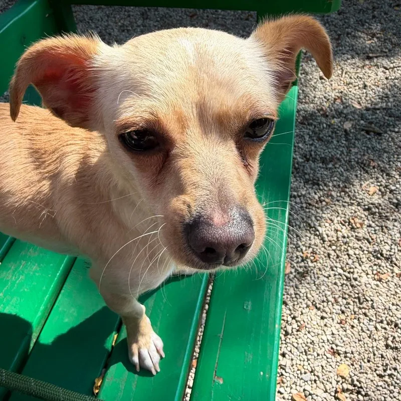A young small-sized female White / Cream Chihuahua dog named Oakley for adoption in Dayton, OH
