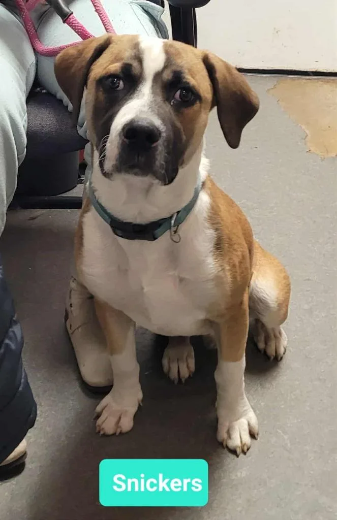 Snickers thumbnail 3