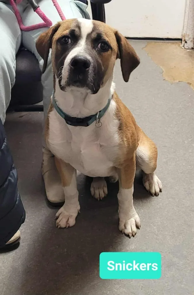 Snickers thumbnail 4