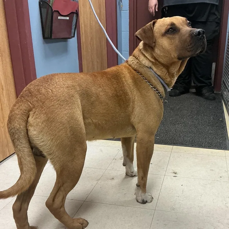 An adult large-sized male Brown / Chocolate Pit Bull Terrier dog named Sluice for adoption in St Joseph, MO
