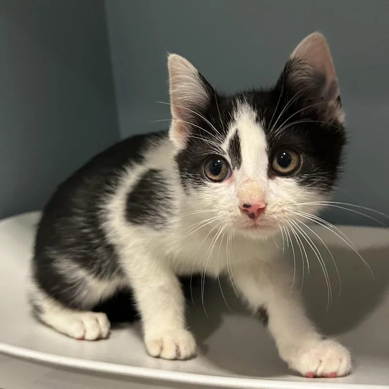 A baby small-sized female Black Domestic Short Hair cat named Lilac for adoption in Chattanooga, TN