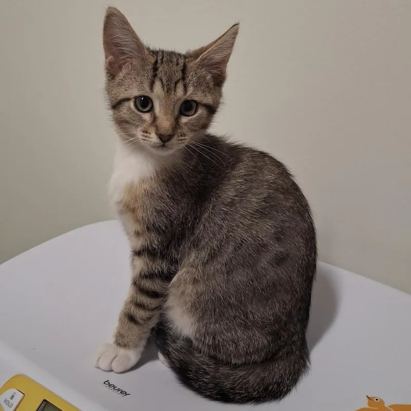 A baby small-sized male Brown / Chocolate Domestic Short Hair cat named Scar for adoption in York, PA