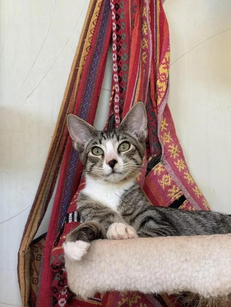 A baby small-sized male Domestic Short Hair cat named Moggy for adoption in Tucson, AZ