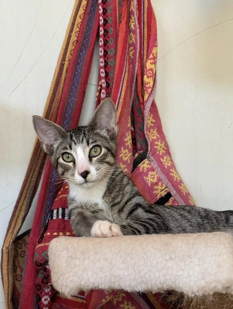 Moggy thumbnail 2