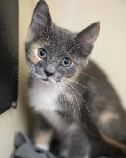 A baby small-sized female Domestic Short Hair cat named Josie for adoption in Pequot Lakes, MN