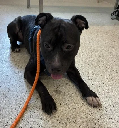 An adult medium-sized male Mixed Breed dog named Frank for adoption in Lafayette, IN