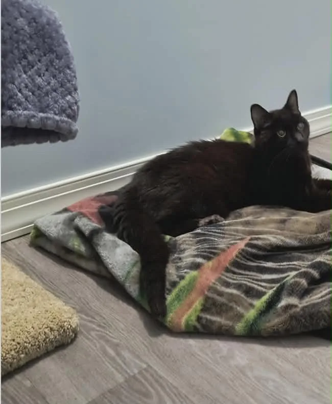 Ichabod Crane thumbnail 2