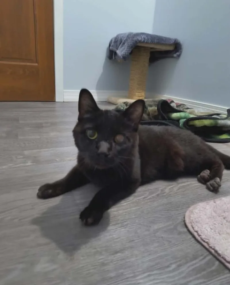 Ichabod Crane thumbnail 3