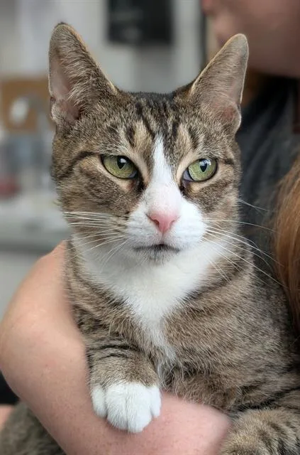 A young medium-sized female Domestic Short Hair cat named Amy for adoption in Canfield, OH
