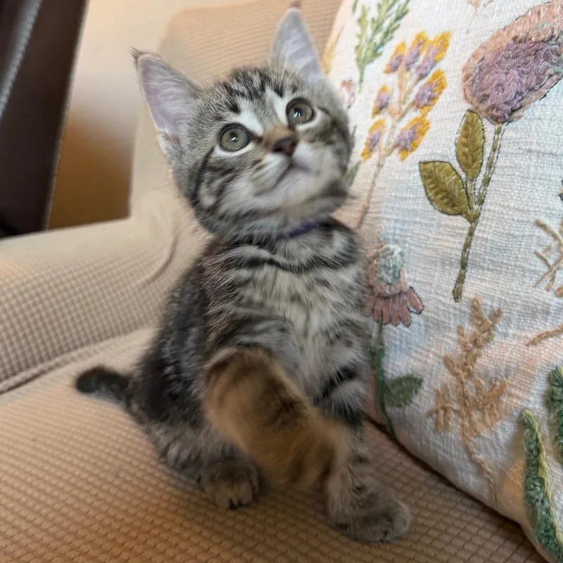 A baby small-sized female Gray / Blue / Silver Domestic Medium Hair cat named Santos for adoption in Flower Mound, TX