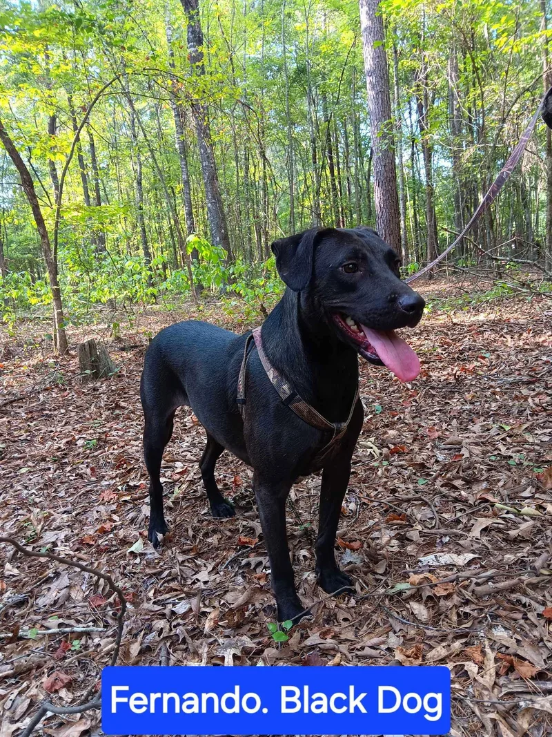 Fernando thumbnail 3