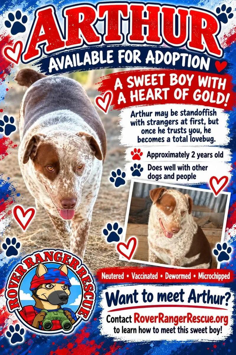An adult medium-sized male Golden Australian Shepherd dog named Arthur for adoption in Wrightwood, CA